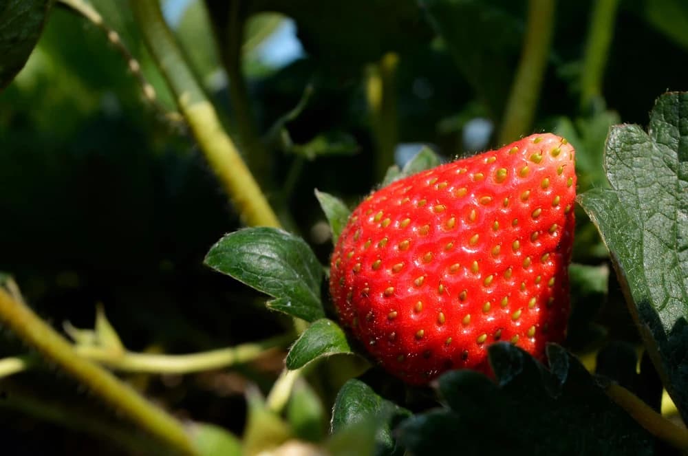 Lumbung Stroberi Batu